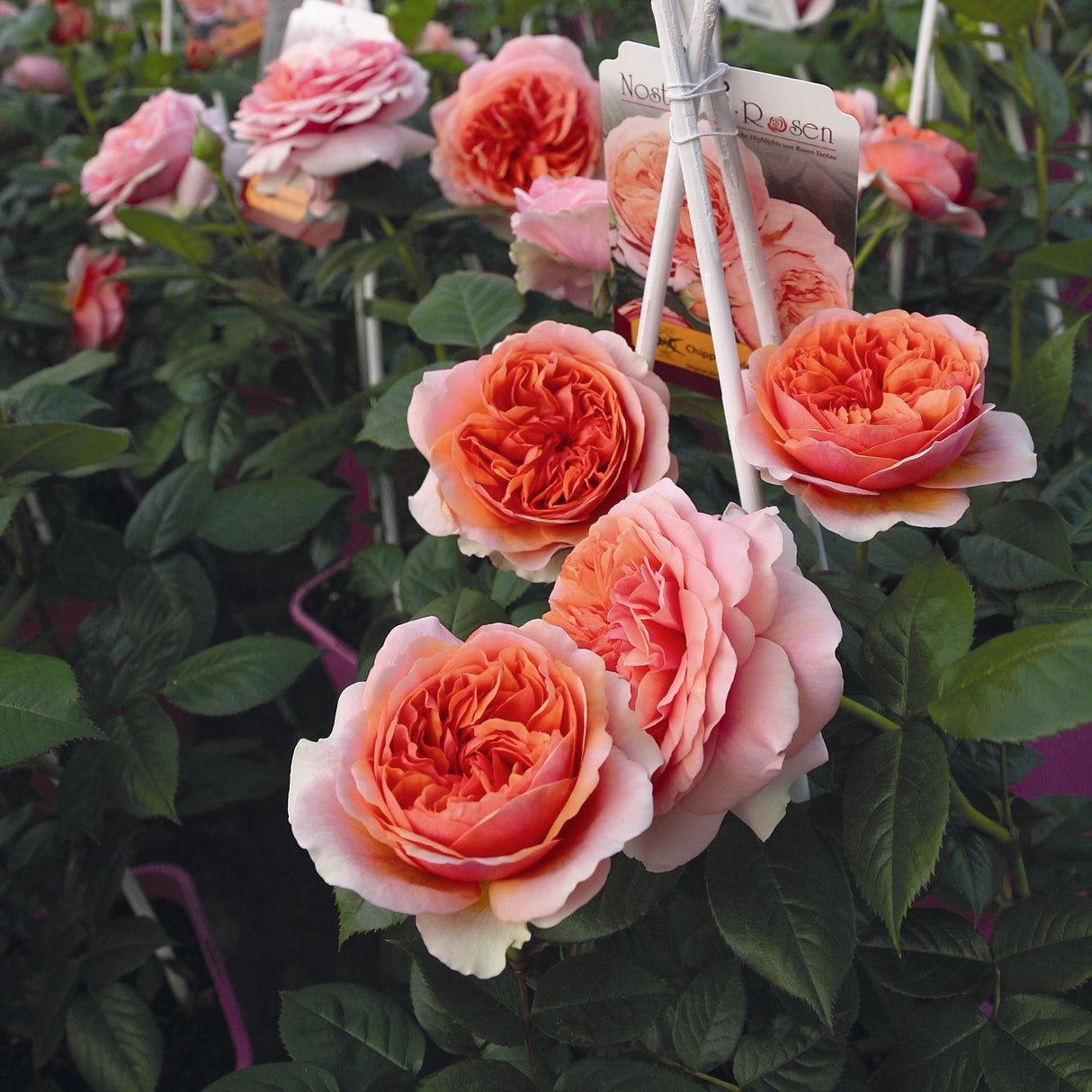 Trandafir Teahibrid roz-somon Chippendale, cu parfum intens