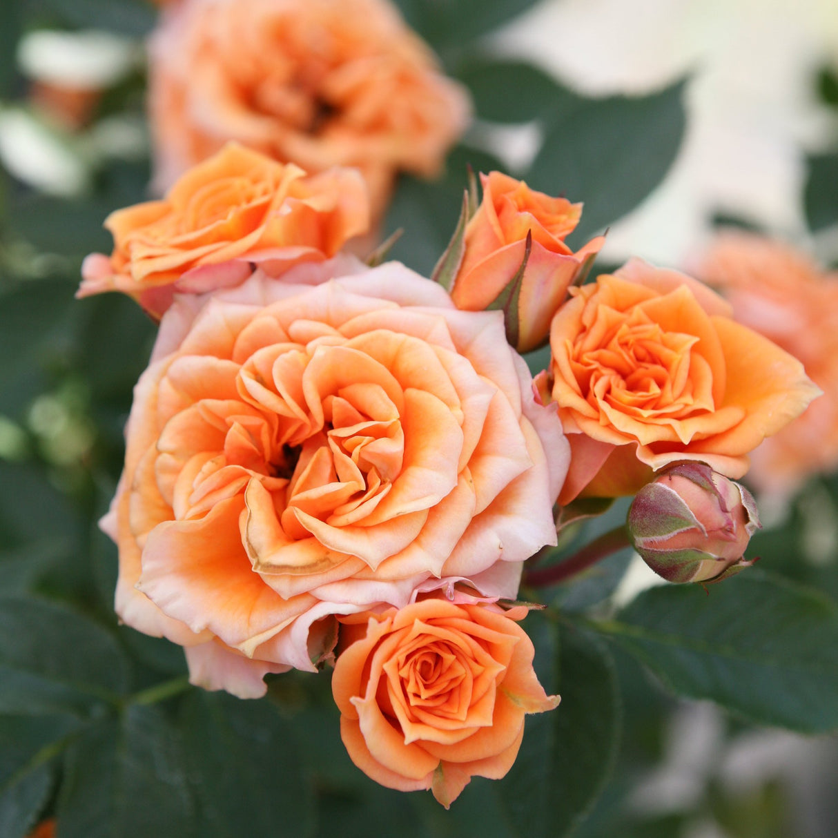 Trandafir Pitic Floribunda Clementine portocaliu-cais, inflorire repetata