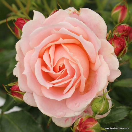 Trandafir Floribunda Cremosa - VERDENA-livrat in ghiveci plant-o-fix de 2 L