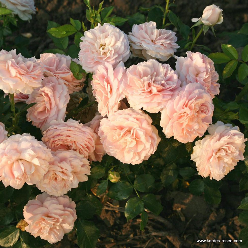 Trandafir Floribunda cais-pastelat Cremosa, inflorire repetata