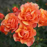 Trandafir Floribunda cupru-cais Lollipop, cu inflorire repetata - VERDENA-livrat in ghiveci plant-o-fix de 2 l