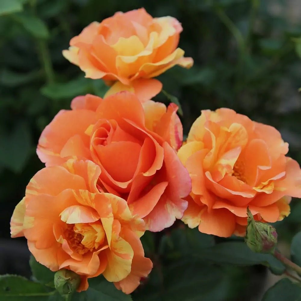 Trandafir Floribunda cupru-cais Lollipop, cu inflorire repetata