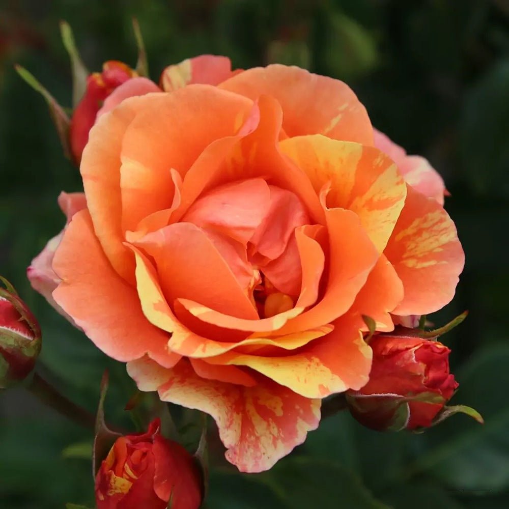 Trandafir Floribunda cupru-cais Lollipop, cu inflorire repetata