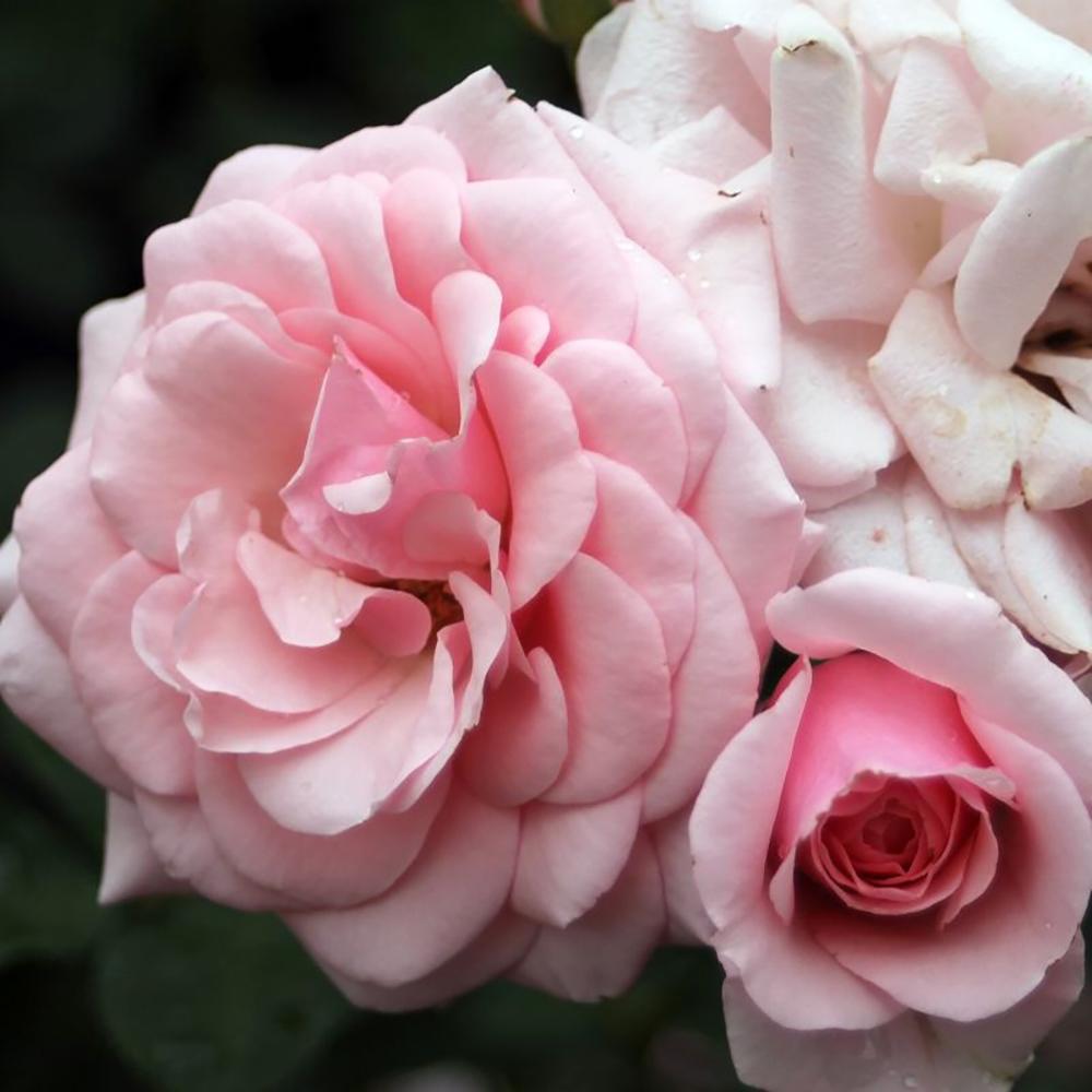 Trandafir Floribunda roz Diadem, inflorire repetata