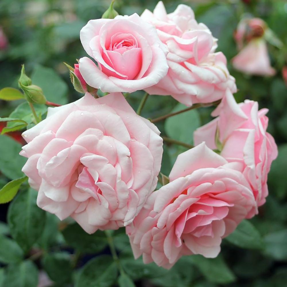 Trandafir Floribunda roz Diadem, inflorire repetata