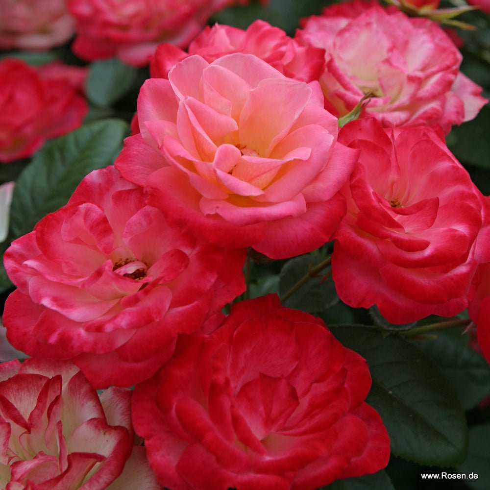 Trandafir Floribunda apricot-cais Enjoy, inflorire repetata