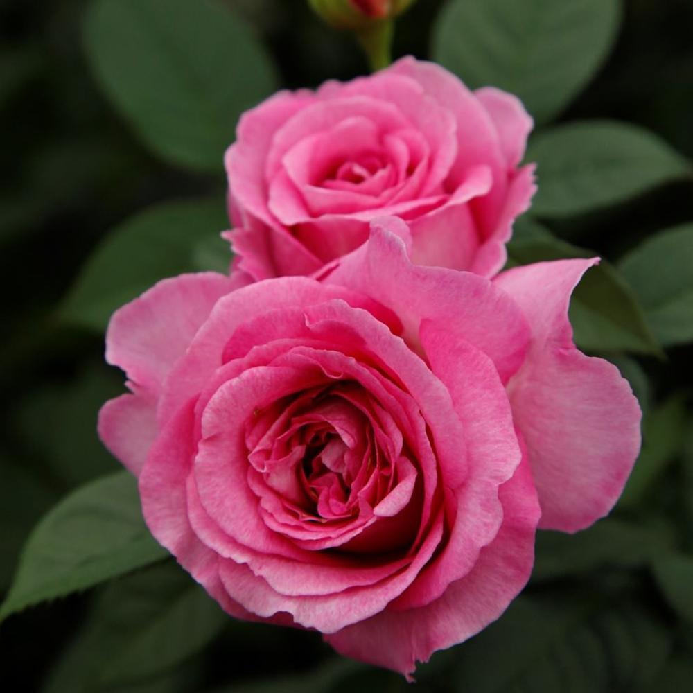 Trandafir Floribunda roz-inchis pink Fraeulein Marie, cu parfum intens