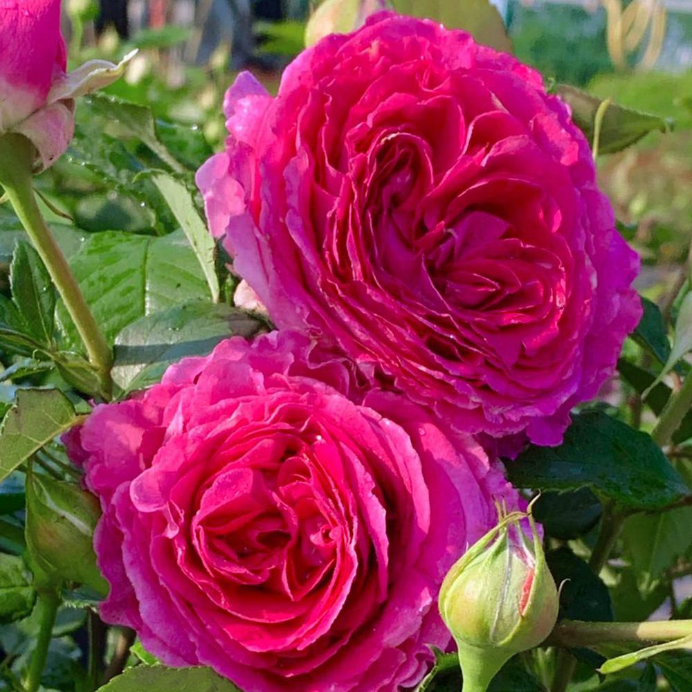 Trandafir Floribunda roz-inchis pink Fraeulein Marie, cu parfum intens