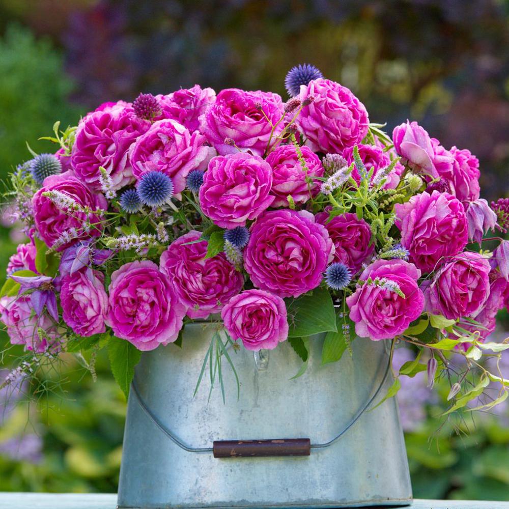 Trandafir Floribunda roz-inchis pink Fraeulein Marie, cu parfum intens