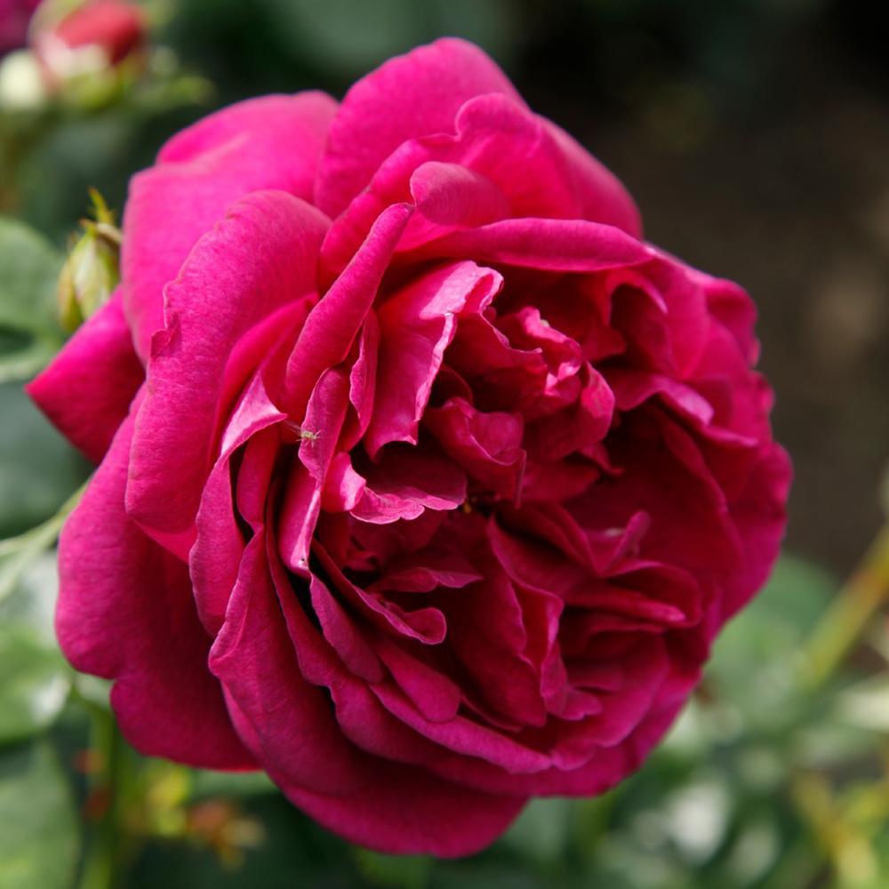 Trandafir Floribunda violet Fuer Elise, cu parfum intens