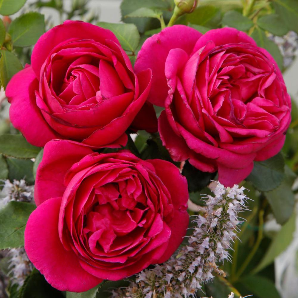 Trandafir Floribunda violet Fuer Elise, cu parfum intens