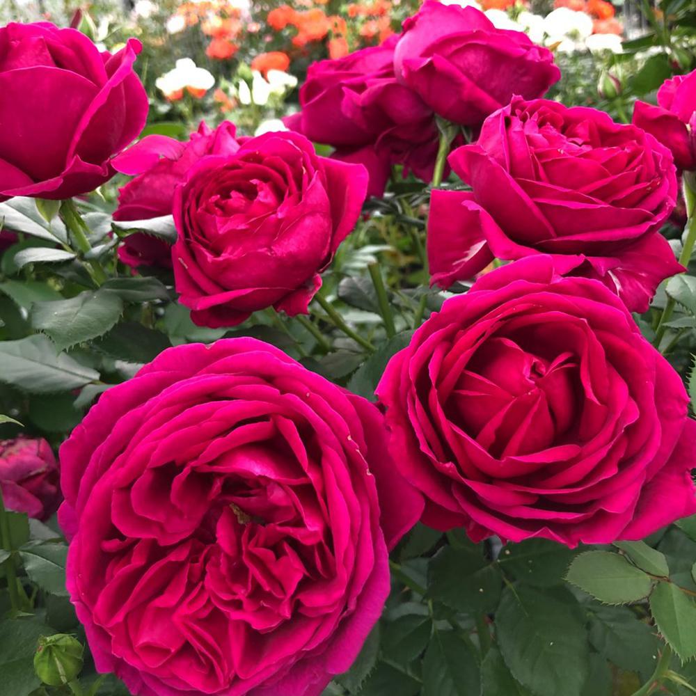 Trandafir Floribunda violet Fuer Elise, cu parfum intens