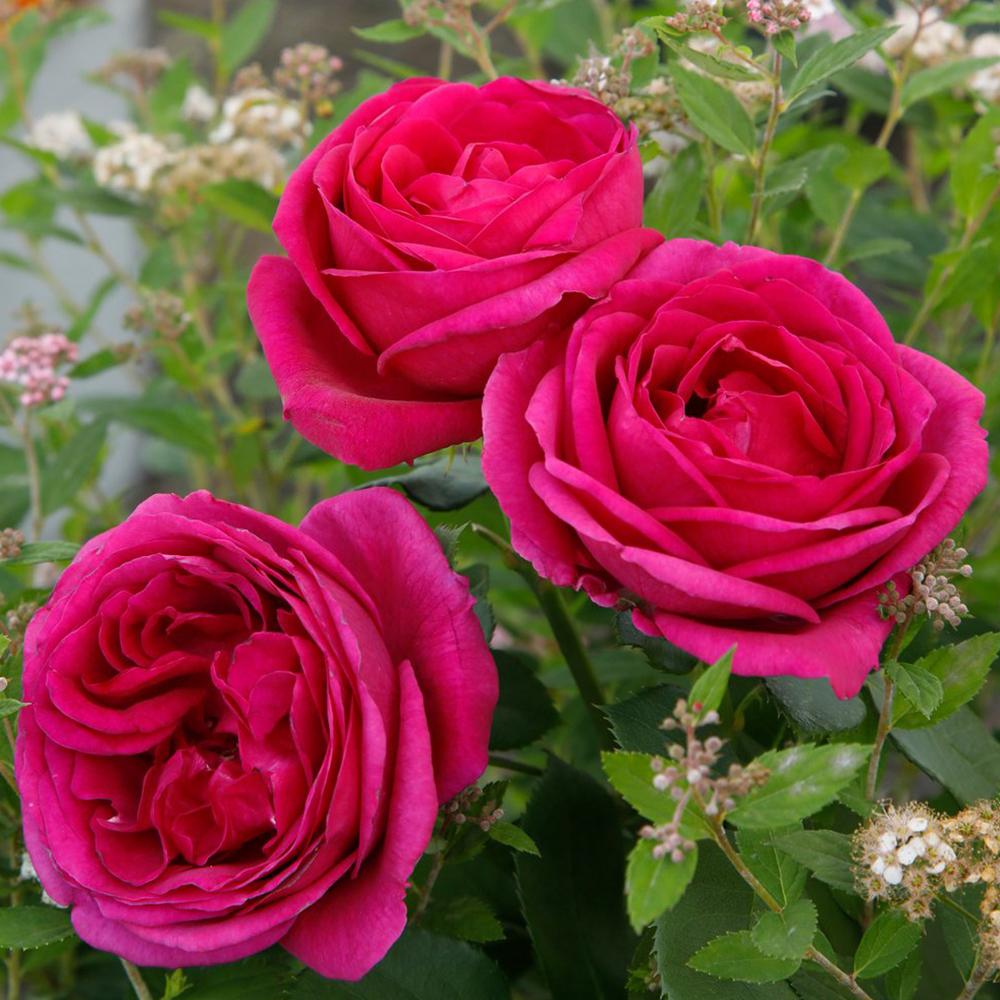 Trandafir Floribunda violet Fuer Elise, cu parfum intens