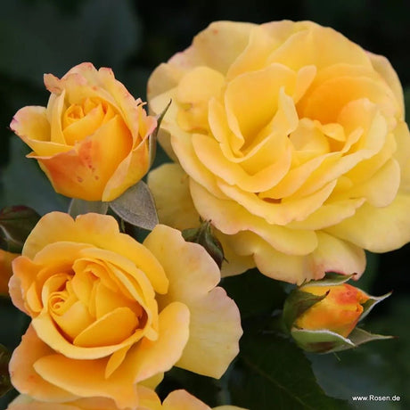 Trandafir Floribunda galben cu marginii rosu Bright Smiles, inflorire repetata - VERDENA-livrat in ghiveci plant-o-fix de 2 l