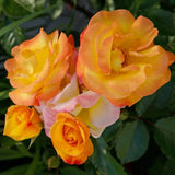Trandafir Floribunda galben cu marginii rosu Bright Smiles, inflorire repetata - VERDENA-livrat in ghiveci plant-o-fix de 2 l