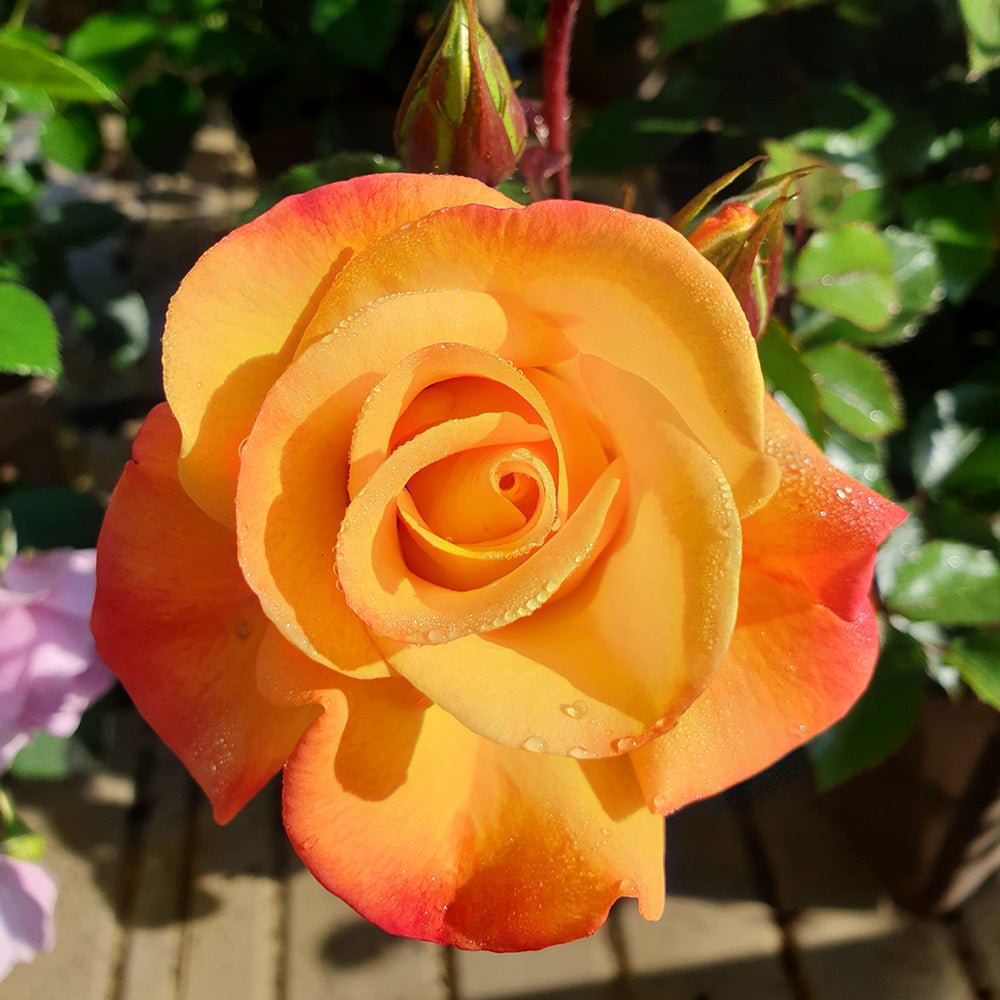 Trandafir Floribunda galben cu marginii rosu Bright Smiles, inflorire repetata