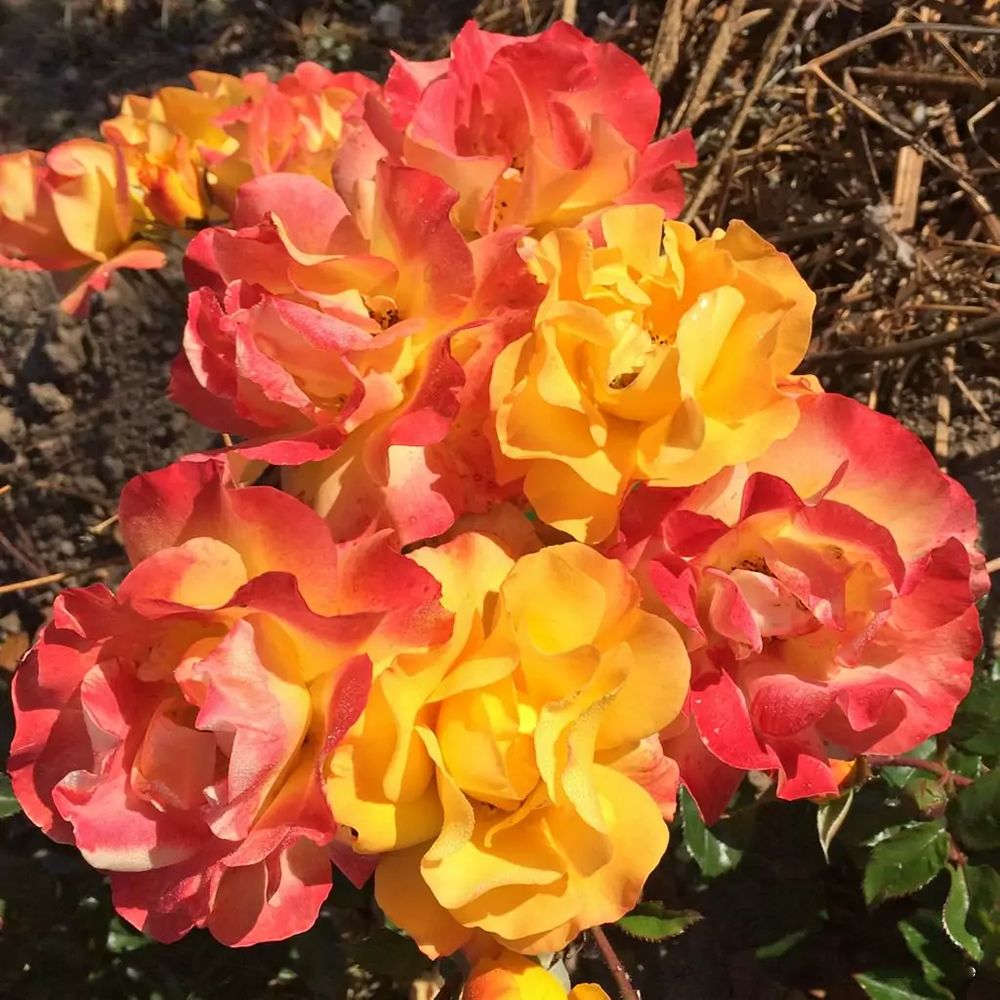 Trandafir Floribunda galben cu marginii rosu Bright Smiles, inflorire repetata