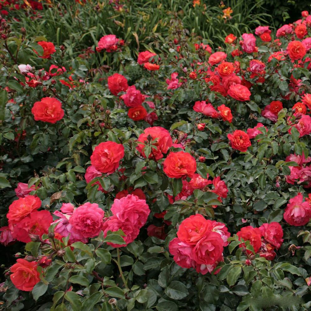 Trandafir Floribunda galben-portocaliu Gebrüder Grimm, inflorire repetata