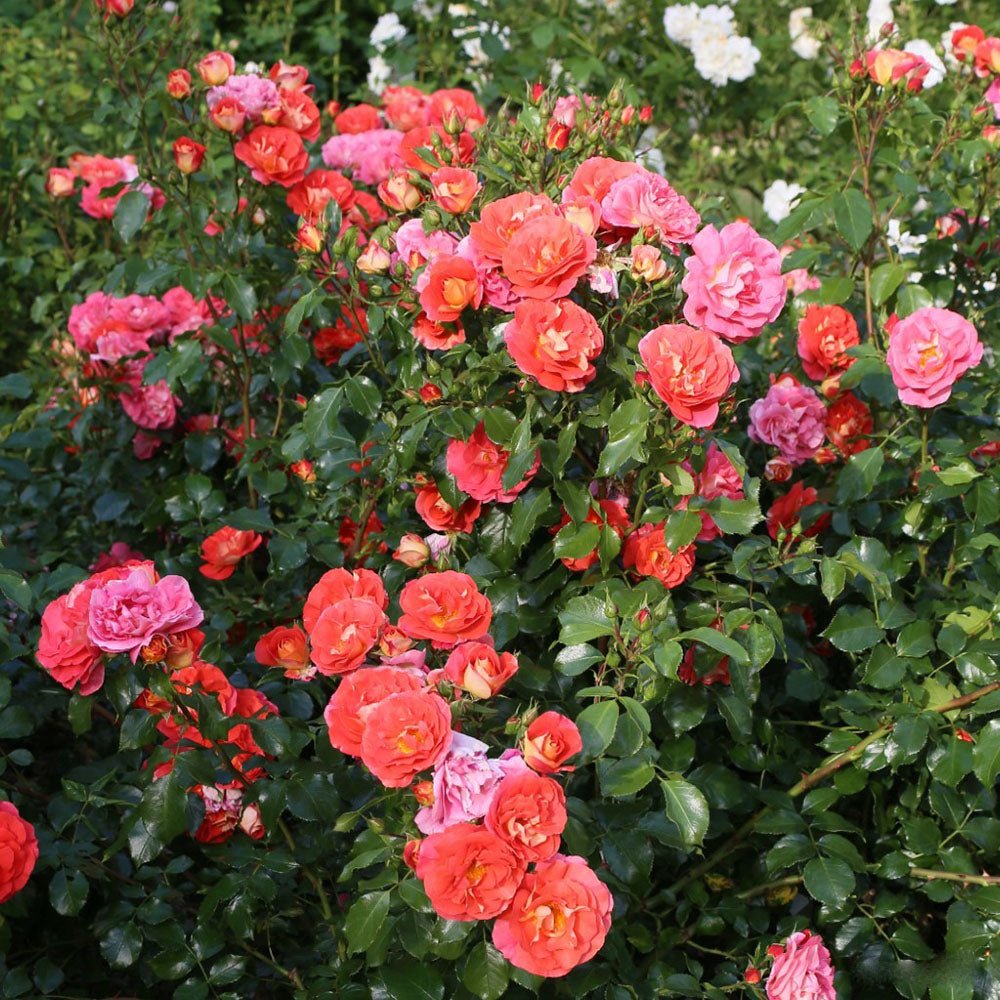 Trandafir Floribunda galben-portocaliu Gebrüder Grimm, inflorire repetata