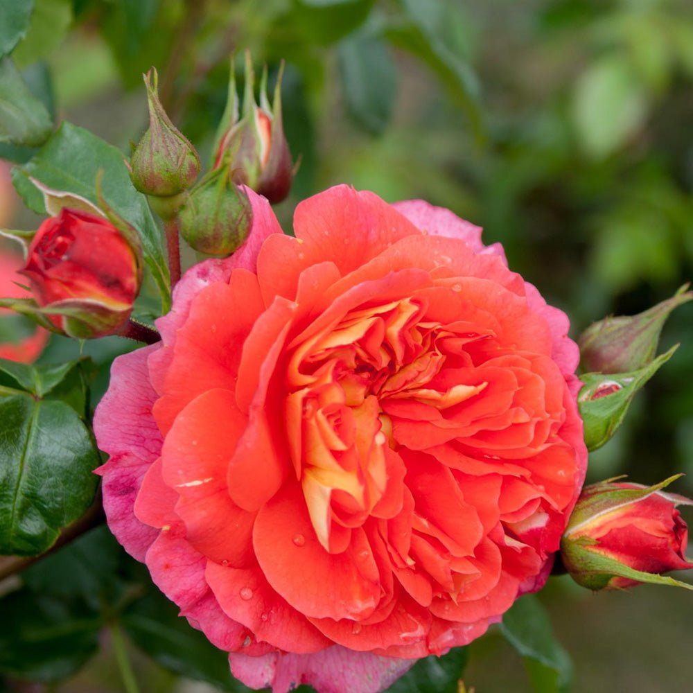 Trandafir Floribunda galben-portocaliu Gebrüder Grimm, inflorire repetata