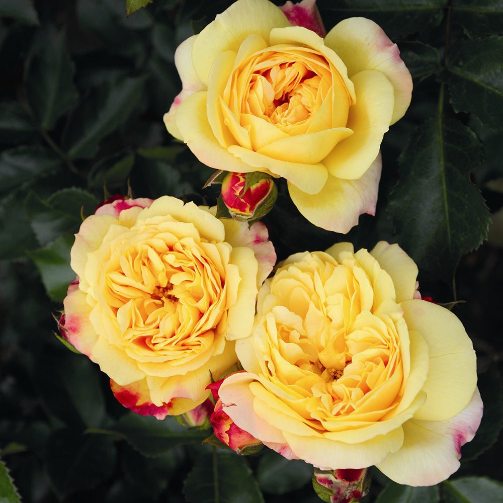 Trandafir Floribunda galben-rosu Lampion, inflorire repetata