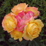 Trandafir Floribunda galben-rosu Lampion, inflorire repetata - VERDENA-livrat in ghiveci plant-o-fix de 2 l