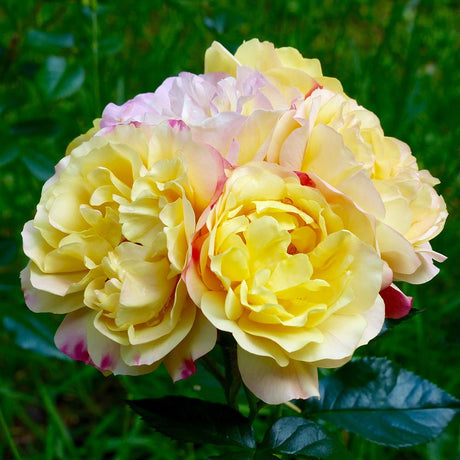Trandafir Floribunda galben-rosu Lampion, inflorire repetata - VERDENA-livrat in ghiveci plant-o-fix de 2 l