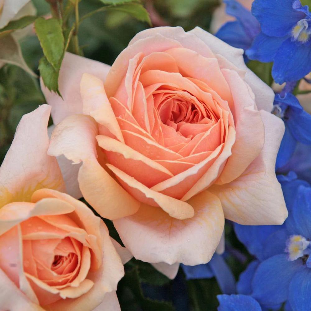 Trandafir Floribunda crem si roz-pastel Garden Of Roses, inflorire repetata