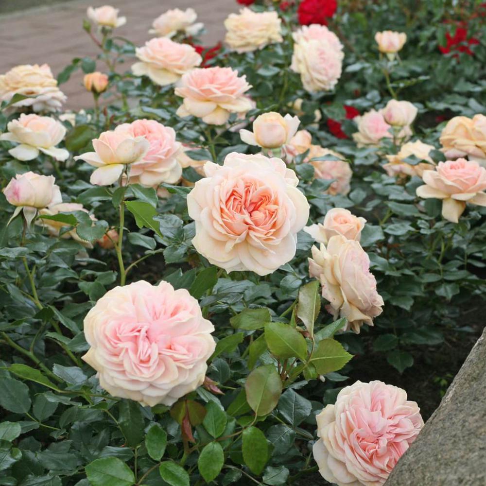 Trandafir Floribunda crem si roz-pastel Garden Of Roses, inflorire repetata