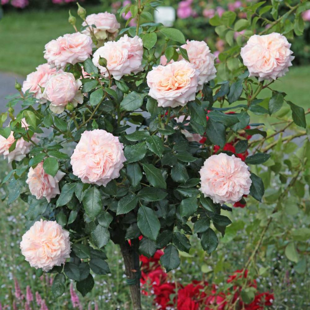 Trandafir Floribunda crem si roz-pastel Garden Of Roses, inflorire repetata