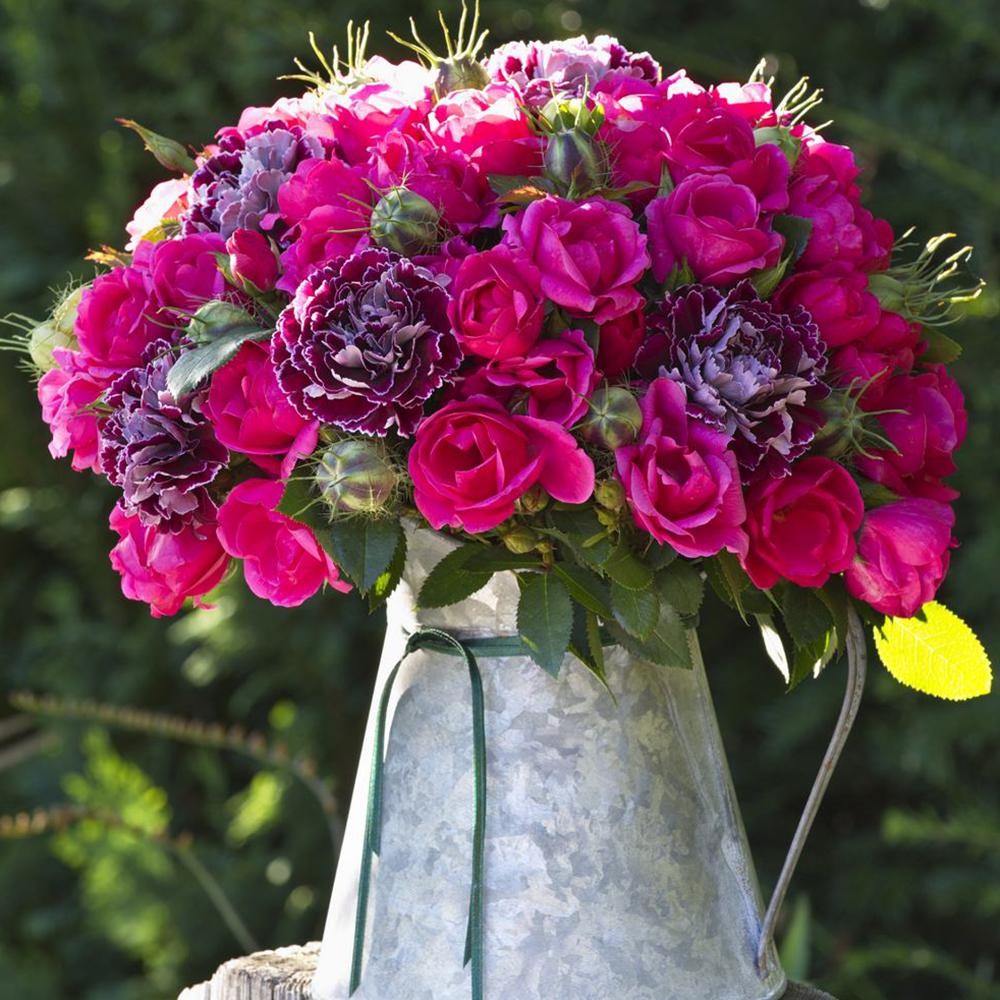 Trandafir Floribunda rosu-zmeura Gartenfreund, parfum intens