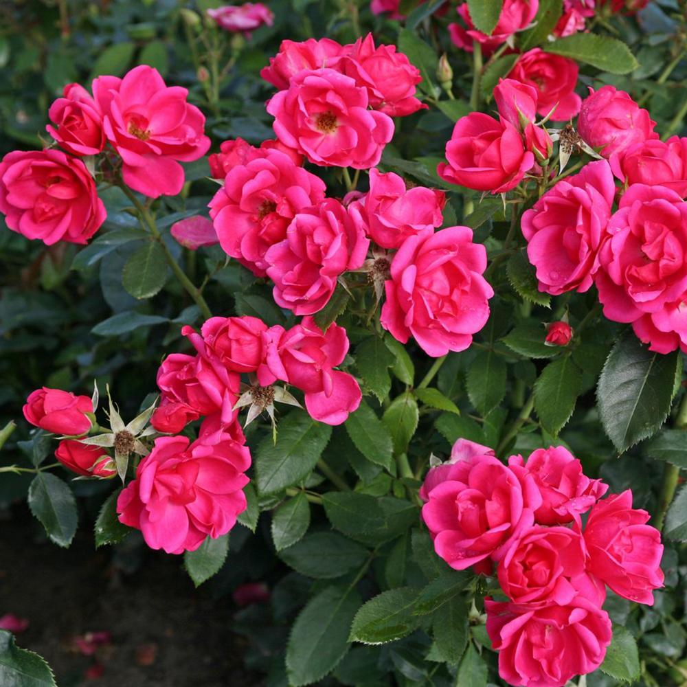 Trandafir Floribunda rosu-zmeura Gartenfreund, parfum intens