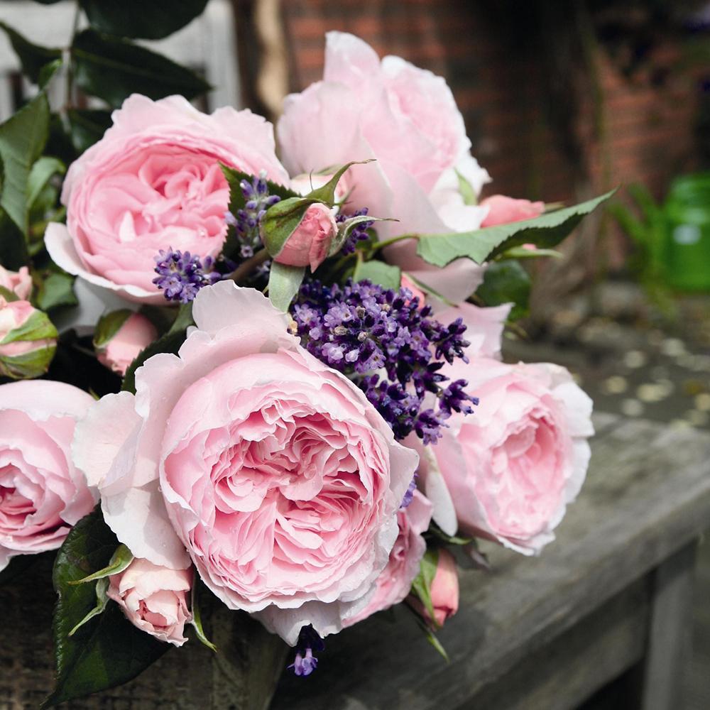 Trandafir Floribunda roz-pal Gartentraume, parfum intens