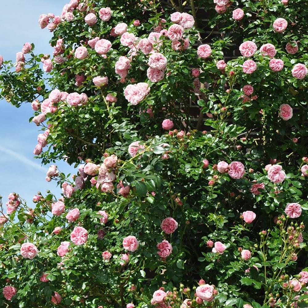 Trandafir catarator roz-deschis Giardina, parfum intens