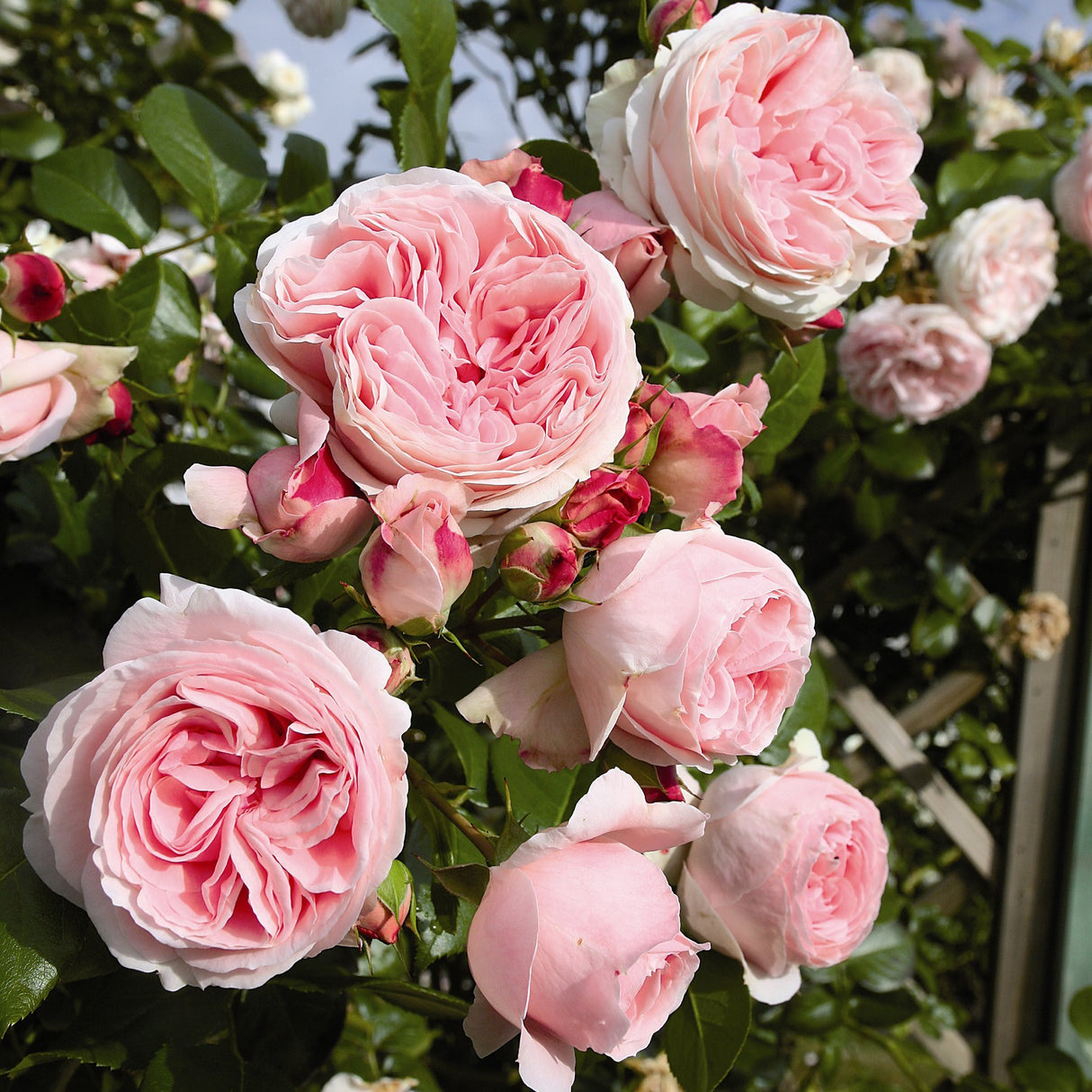 Trandafir catarator roz-deschis Giardina, parfum intens