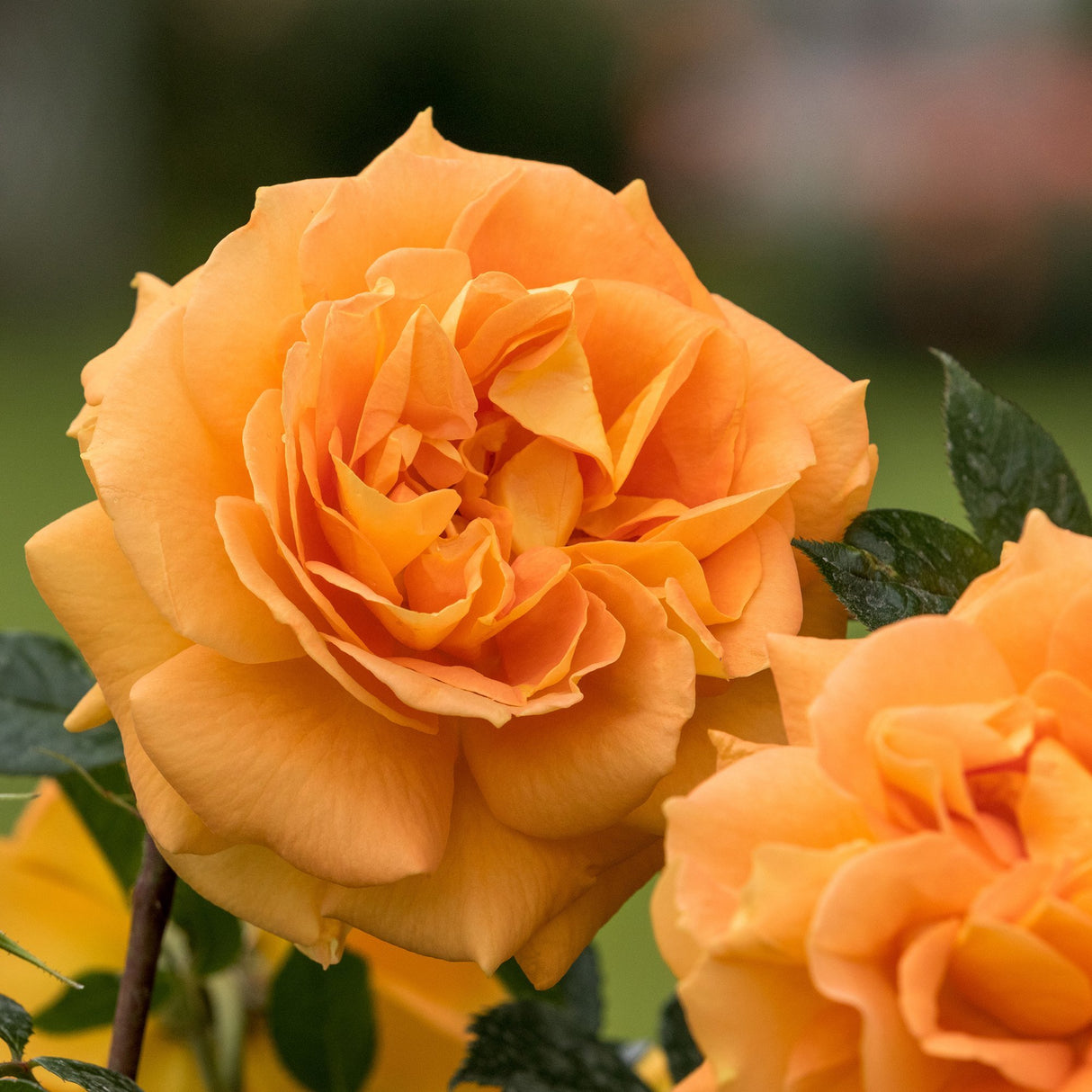 Trandafir Floribunda galben-portocaliu Goldelse, cu parfum intens