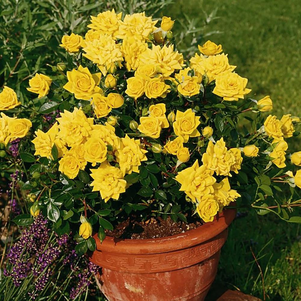 Trandafir Pitic Floribunda galben-aurie Goldjuwel, inflorire repetata