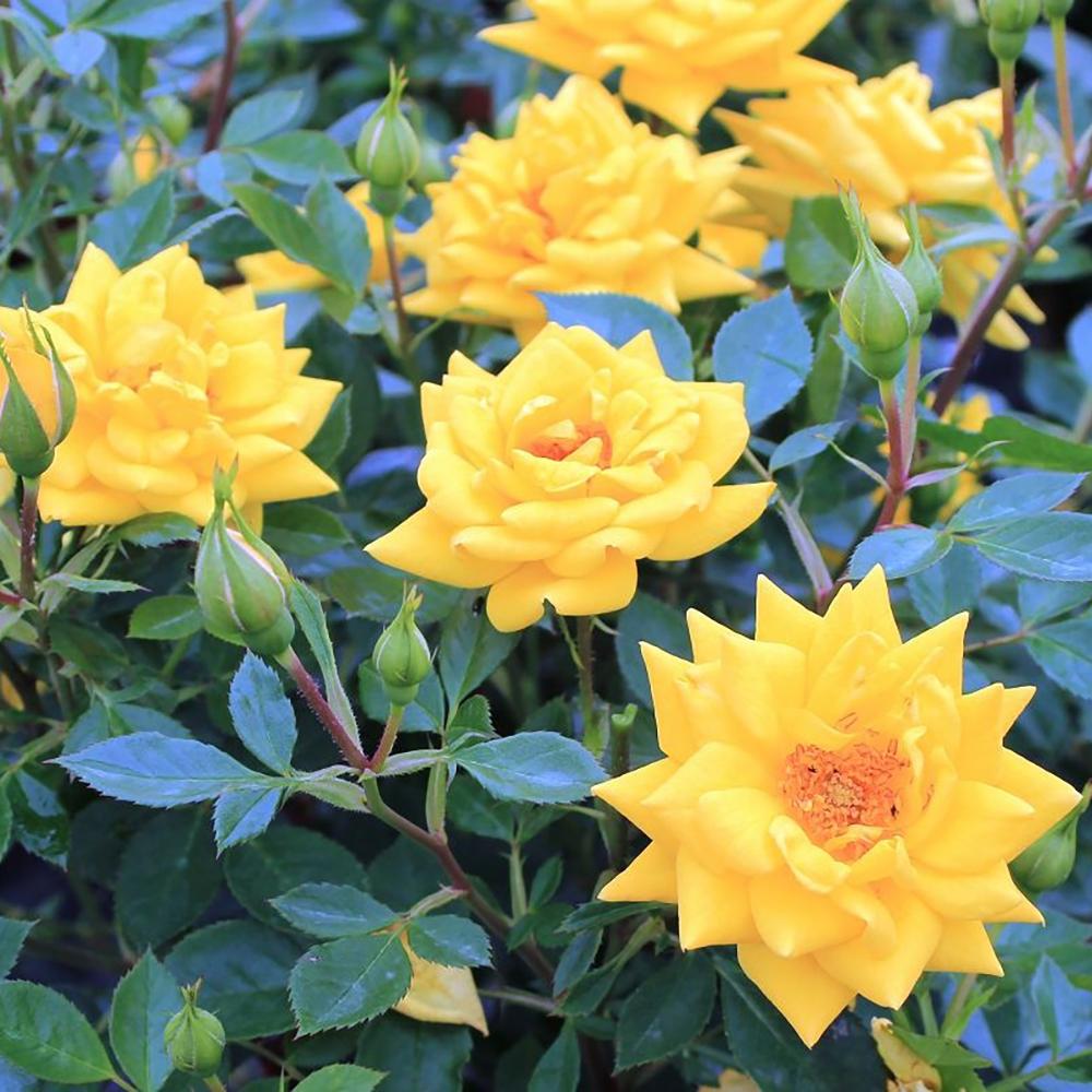 Trandafir Pitic Floribunda galben-aurie Goldjuwel, inflorire repetata