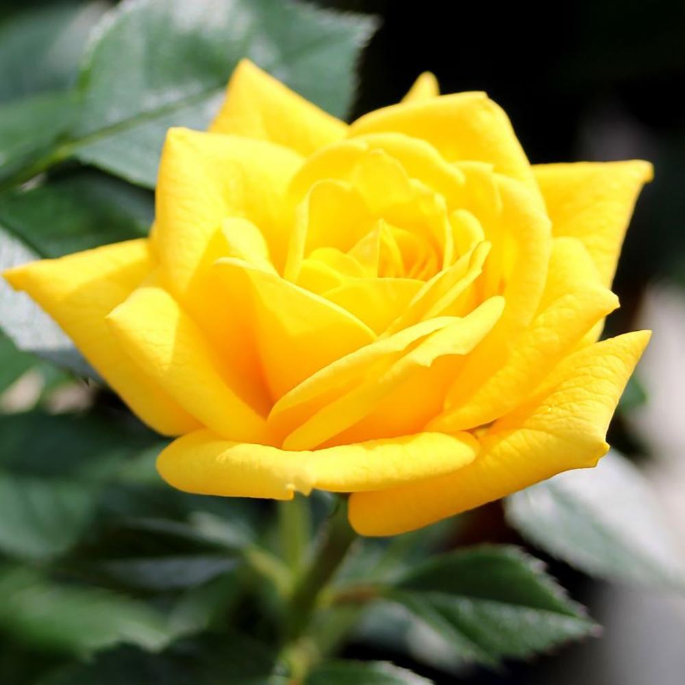 Trandafir Pitic Floribunda galben-aurie Goldjuwel, inflorire repetata