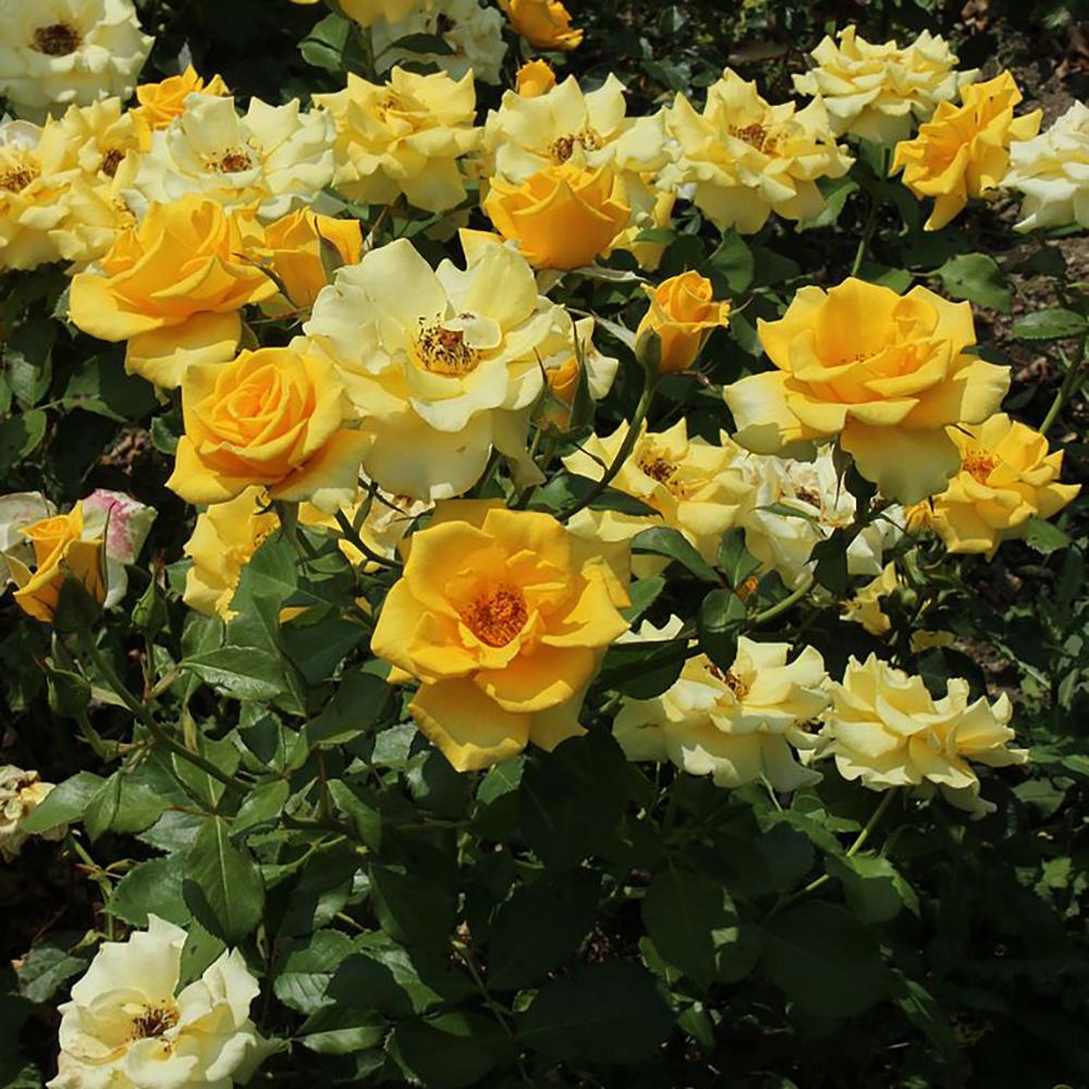 Trandafir Floribunda galben-aurie Goldquelle, inflorire repetata