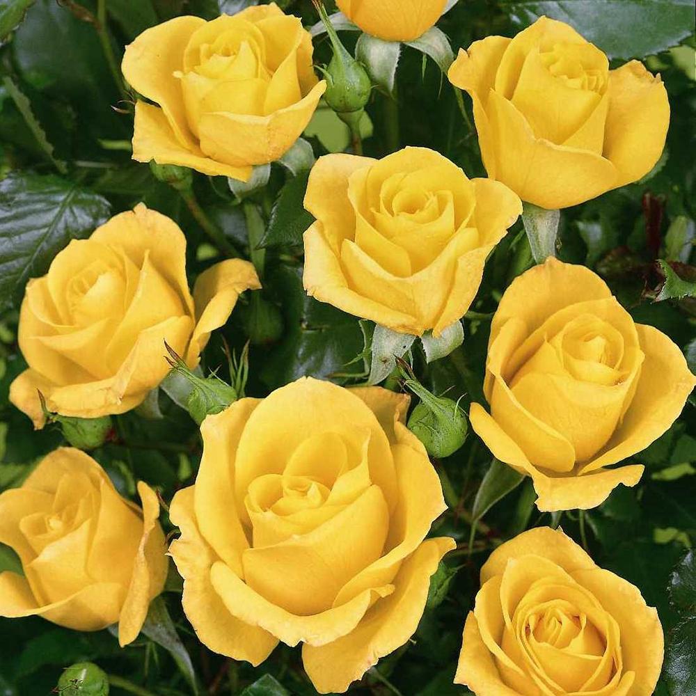 Trandafir Floribunda galben-aurie Goldquelle, inflorire repetata