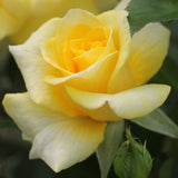 Trandafir Floribunda Goldquelle, livrat in ghiveci plant-o-fix de 2L