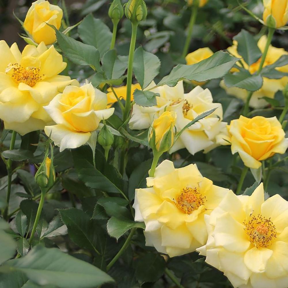 Trandafir Floribunda galben-aurie Goldquelle, inflorire repetata