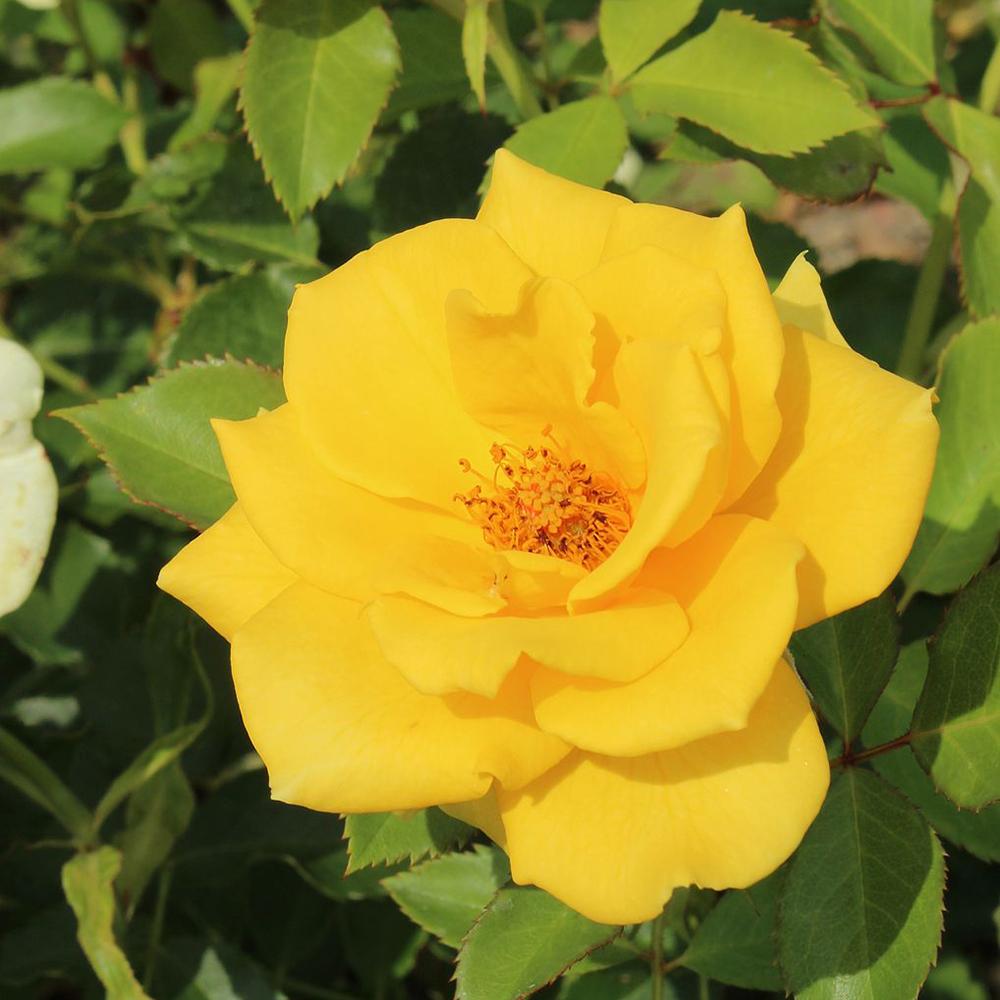 Trandafir Floribunda Goldquelle, livrat in ghiveci plant-o-fix de 2L