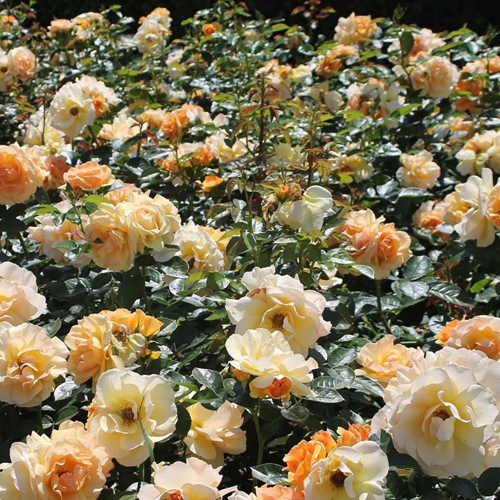 Trandafir Floribunda ambra-cais Hansestadt Rostock, inflorire repetata