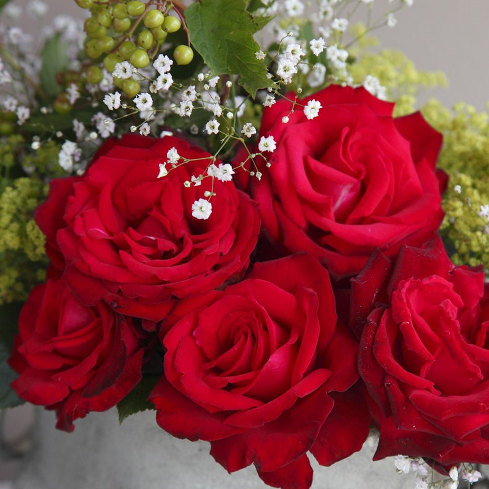 Trandafir Floribunda rosu-deschis Jugendliebe, inflorire repetata