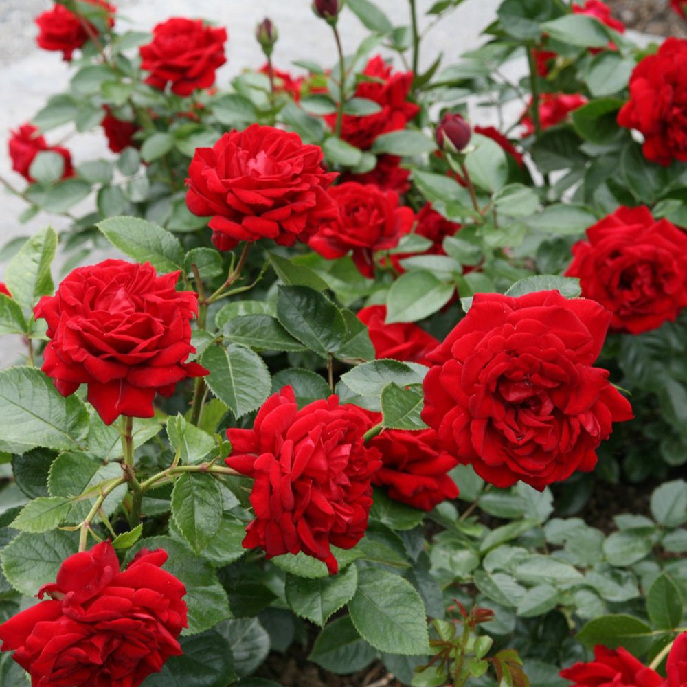 Trandafir Floribunda rosu-deschis Jugendliebe, inflorire repetata