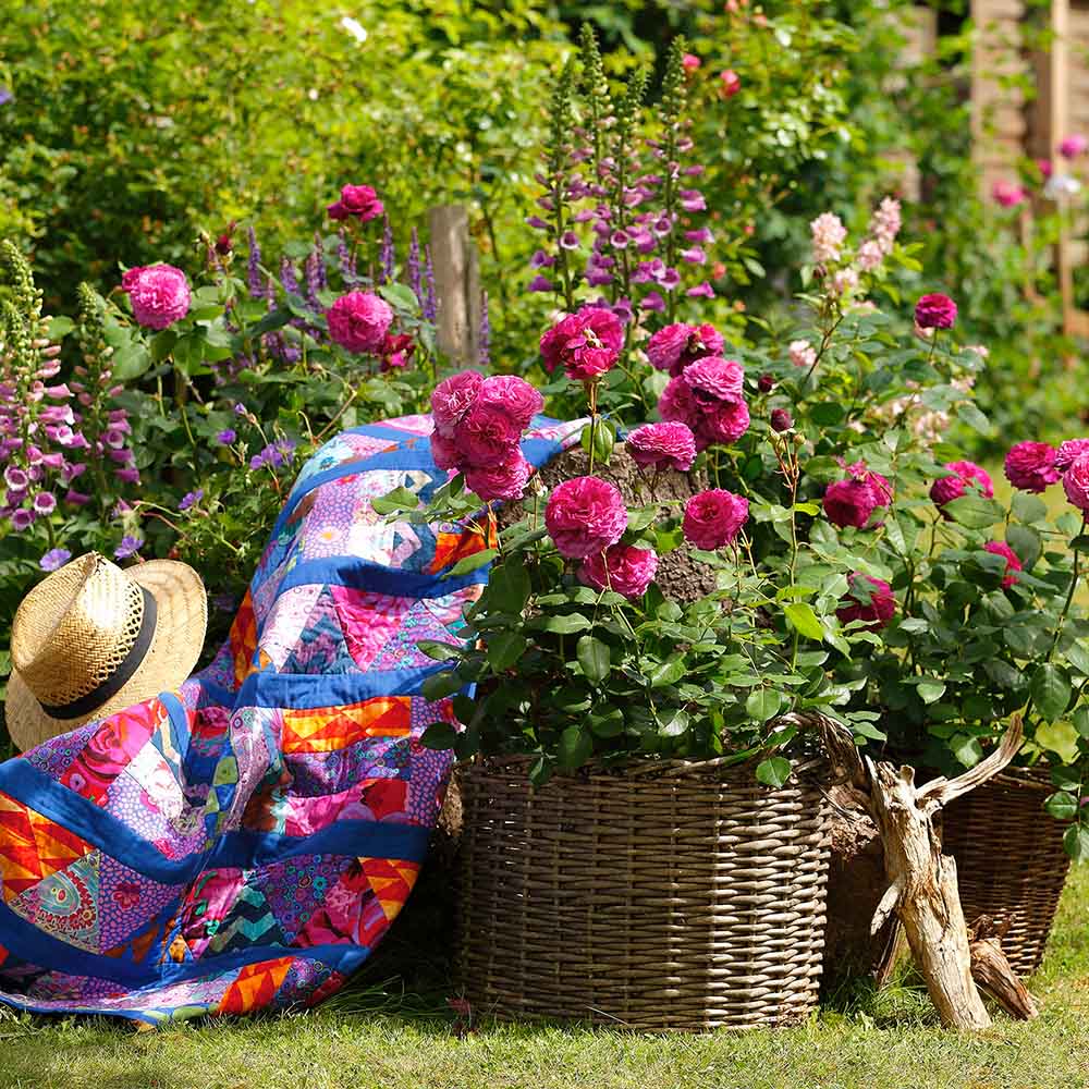 Trandafir Floribunda magenta-inchis Kaffe Fassett, cu parfum intens