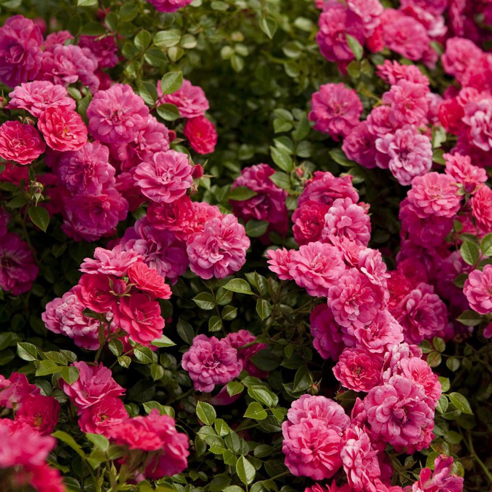 Trandafir Floribunda acoperitor roz-intens Knirps, inflorire repetata