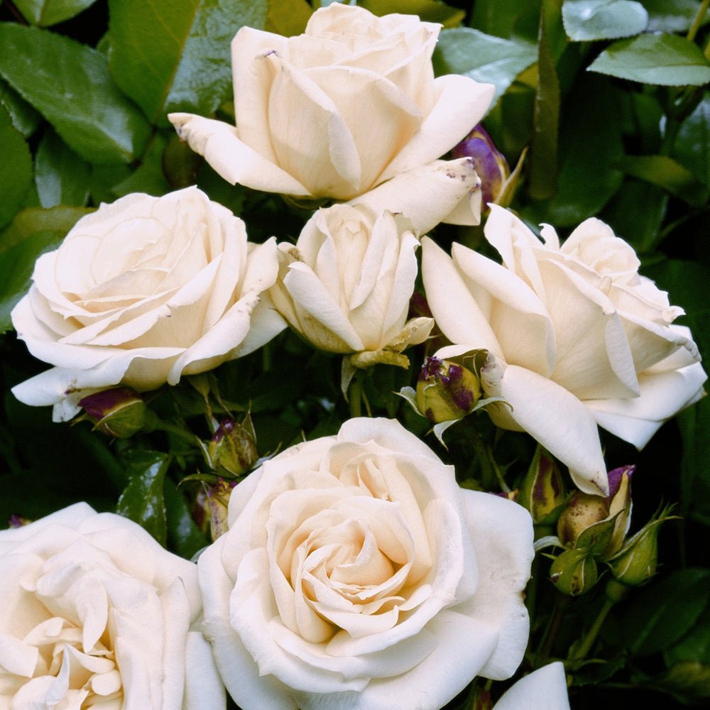 Trandafir Floribunda alb-roz pal La Paloma 85, inflorire repetata